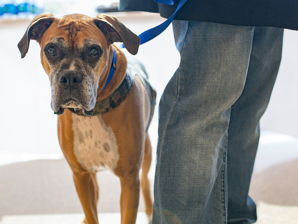 The 4-1-1 on Service Dogs