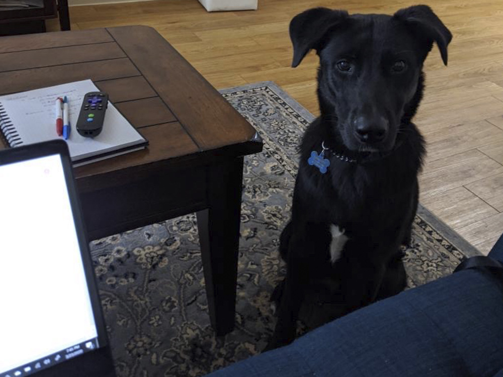 Black dog stares at its owner, who is holding the camera.