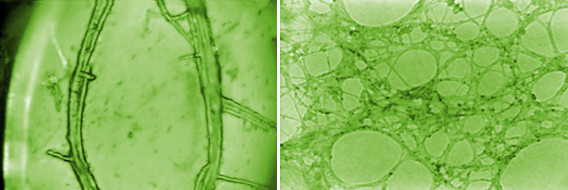 Self-Assembled Single Walled Carbon Nanotube Fiber