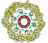 Model of Designed Peptide